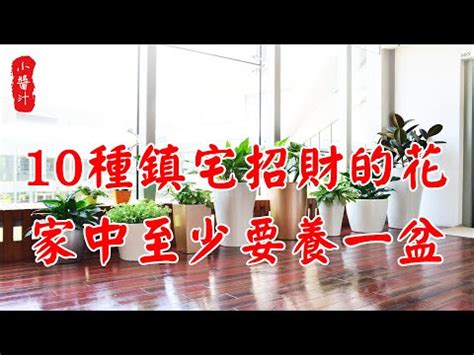 假花放客廳|【假花和風水】室內植物禁忌注意4點 